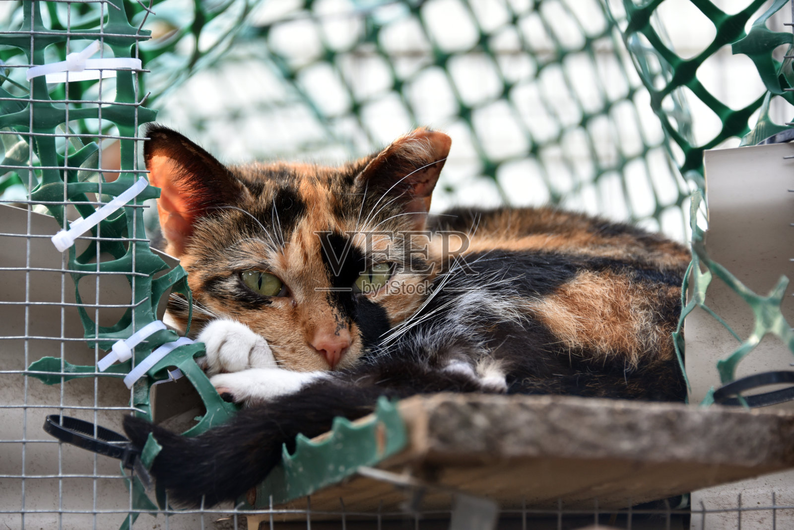 救援猫照片摄影图片