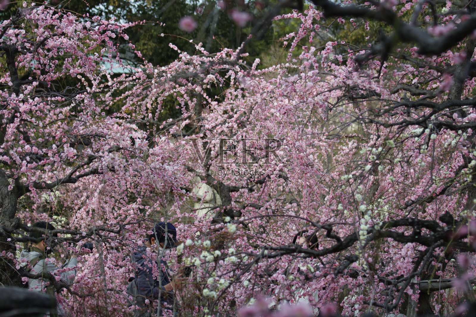 花照片摄影图片