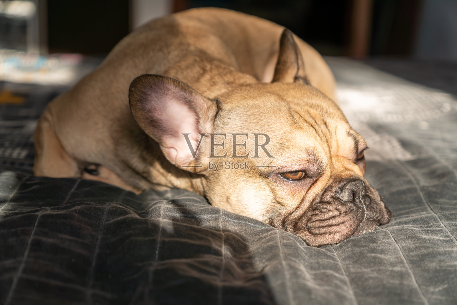 棕色法国斗牛犬睡在床上。有选择性的重点照片摄影图片