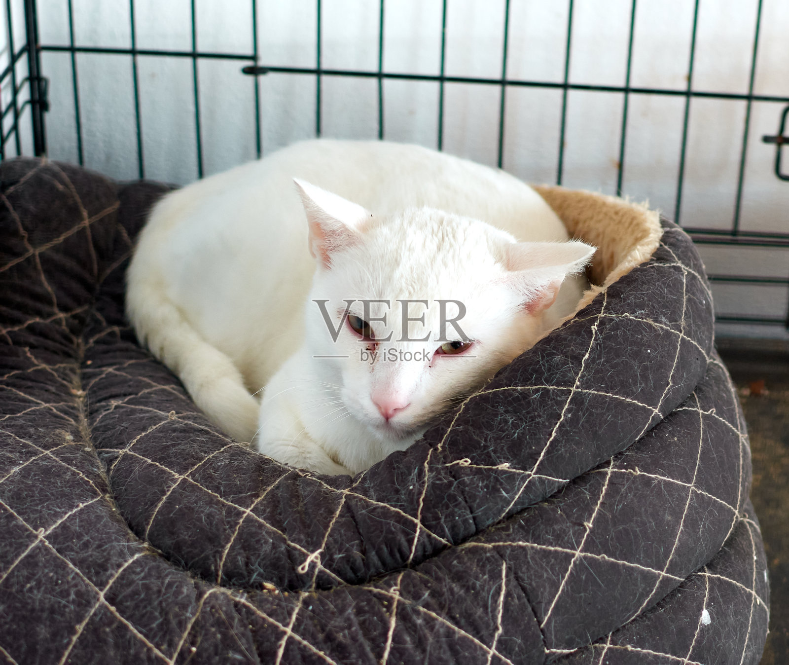 一只白猫躺在蒲团上照片摄影图片