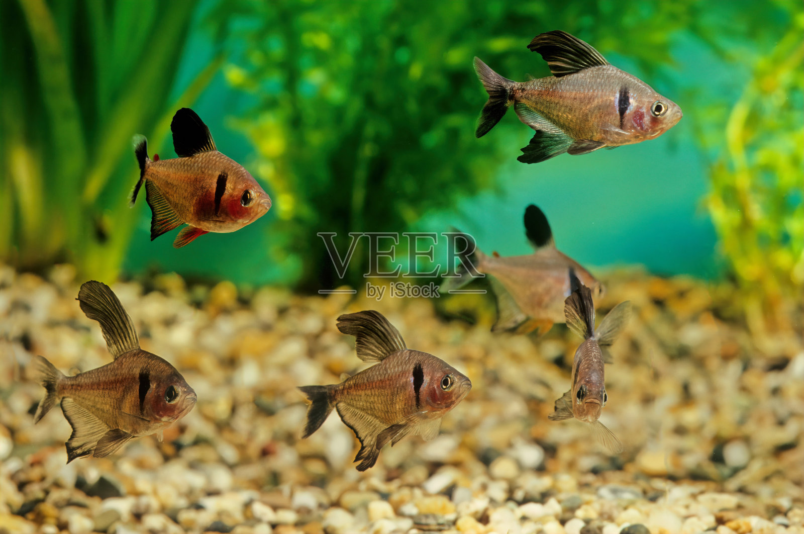 黑色幽灵四照片摄影图片