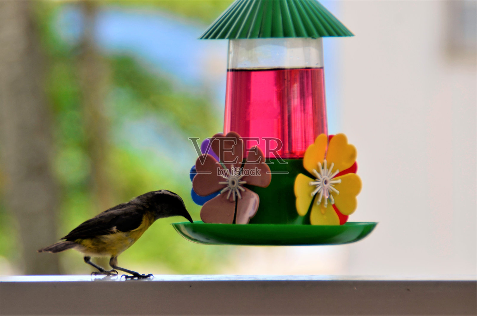 Coereba在阳台的饮水机里喝着黄菖蒲照片摄影图片