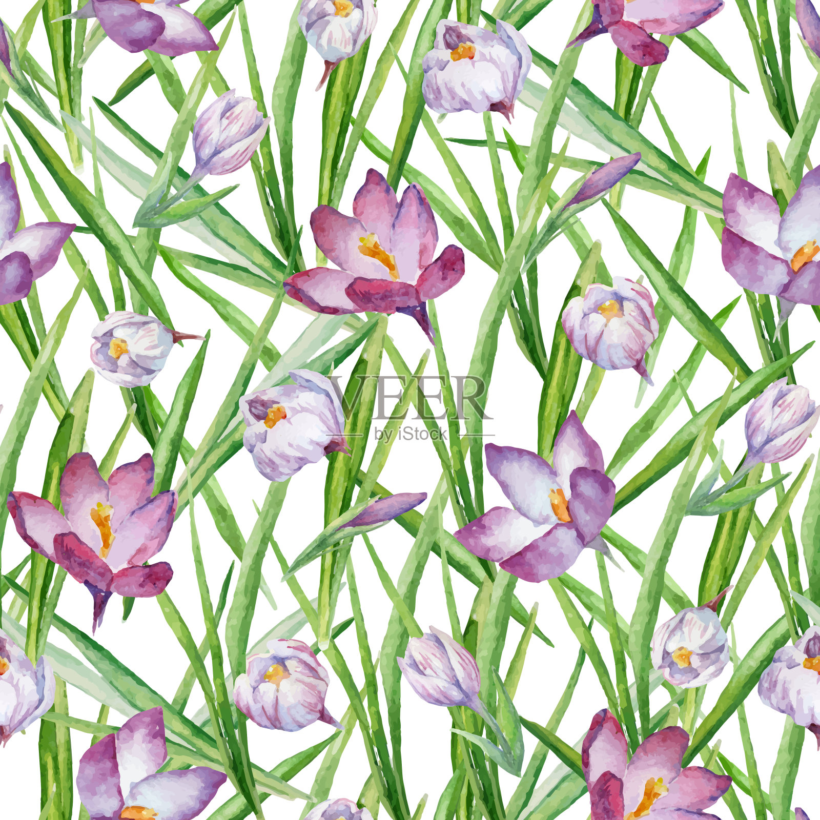 矢量无缝模式与水彩番红花或藏红花。一个重复的背景与春天的花在白色插画图片素材