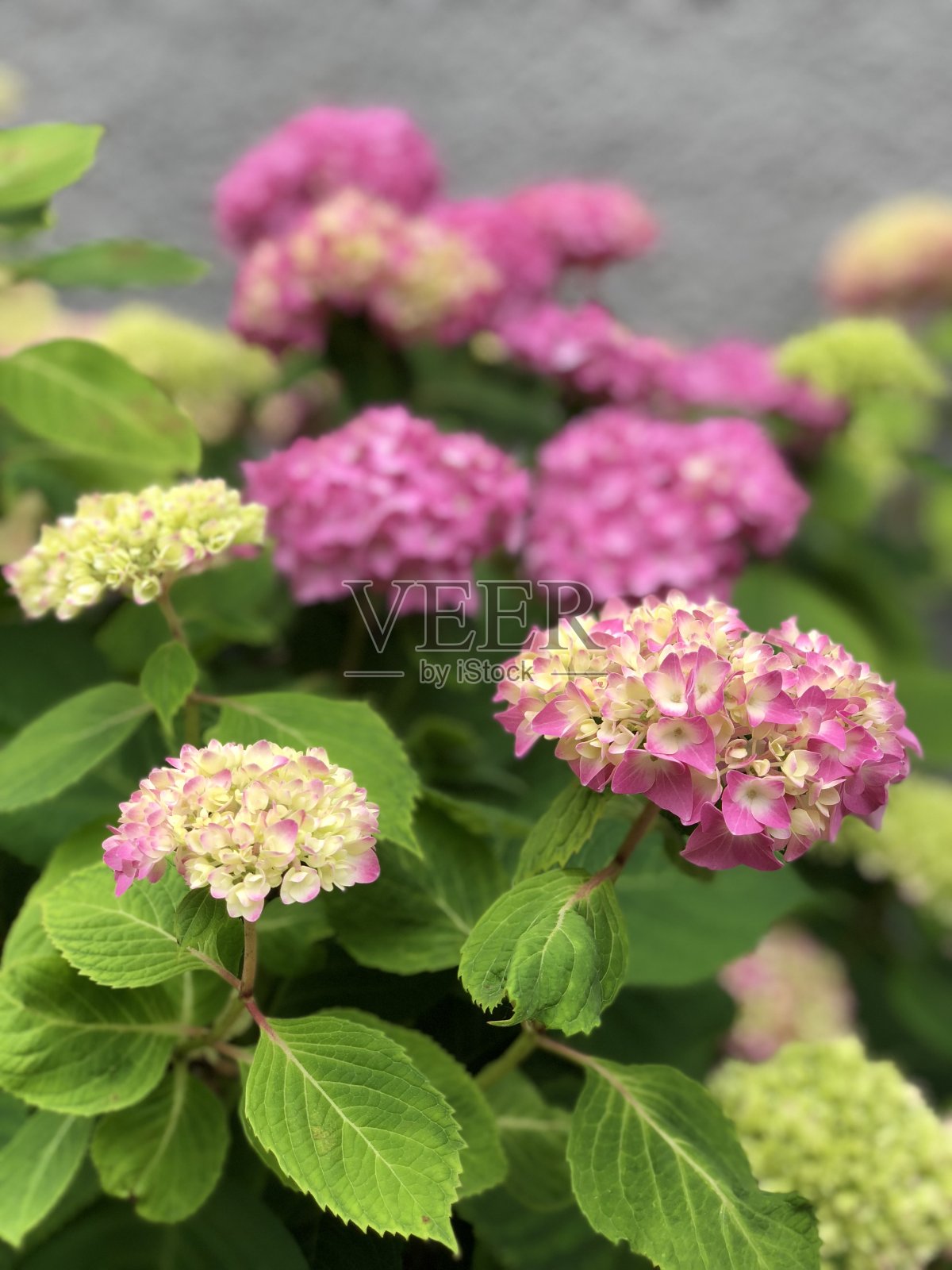 粉红色的绣球花照片摄影图片