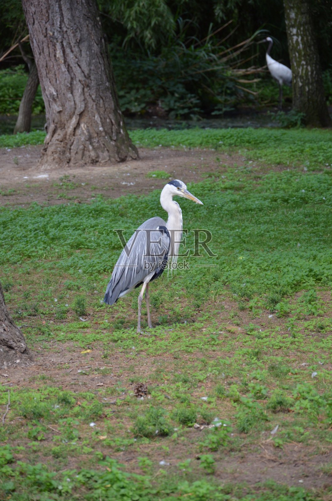 法兰克福动物园的灰鹭照片摄影图片