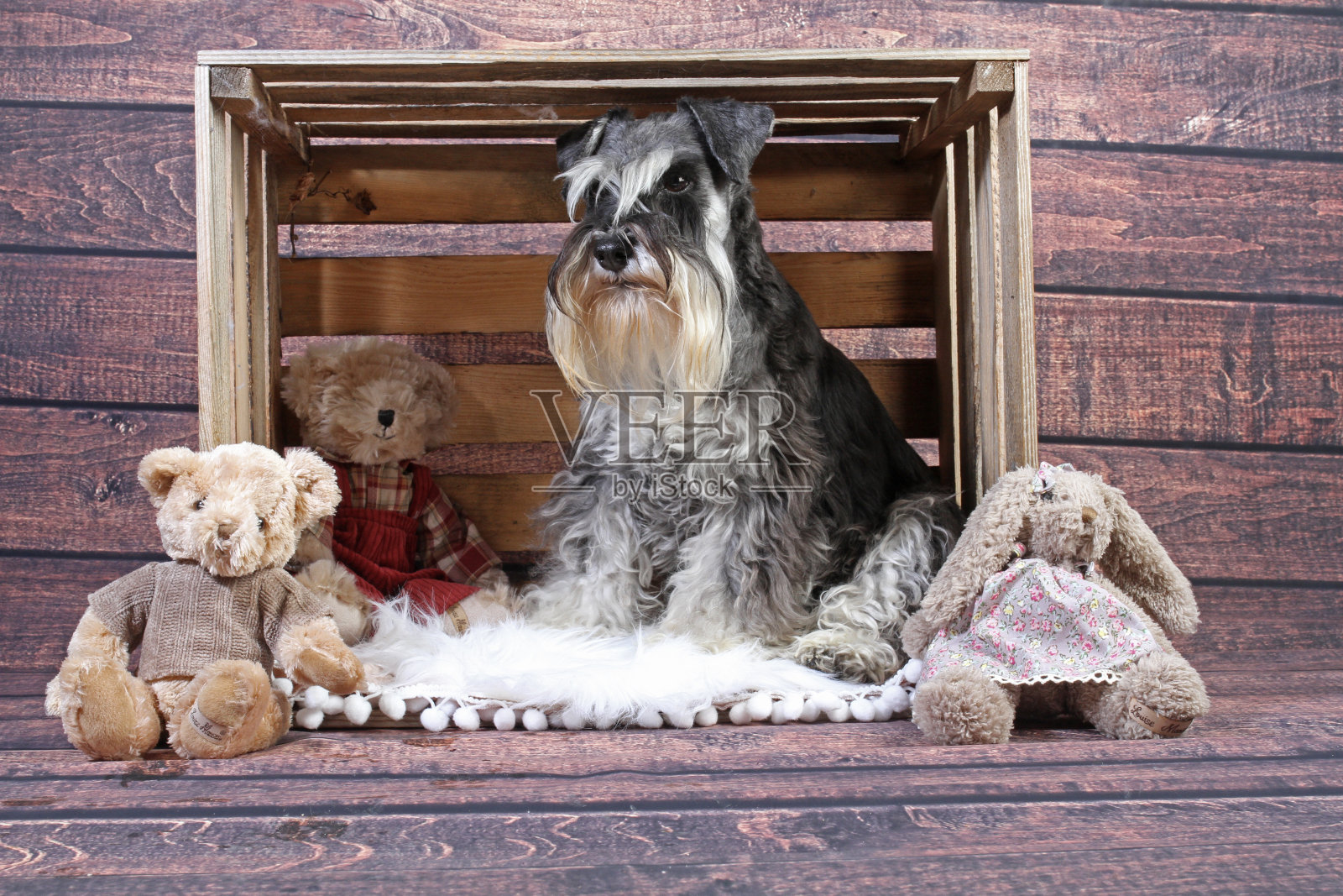 复古的背景木狗照片摄影图片