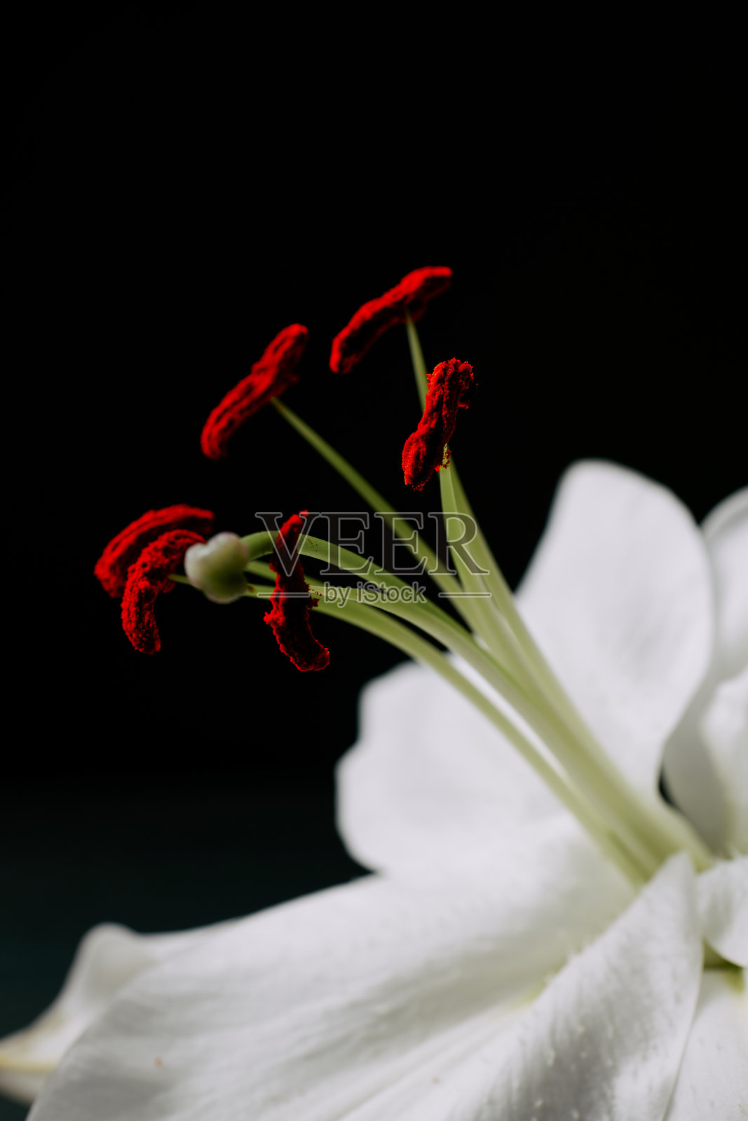 近距离的一个白色的百合花的红色花药对黑色的背景。照片摄影图片