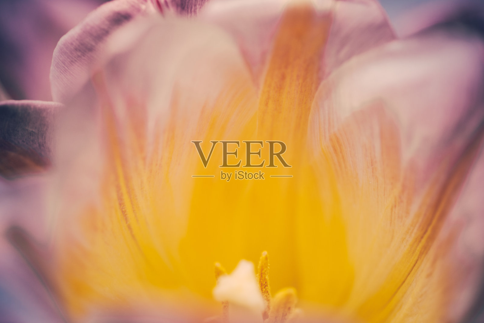 粉红色和橙色的郁金香花靠近中心。照片摄影图片