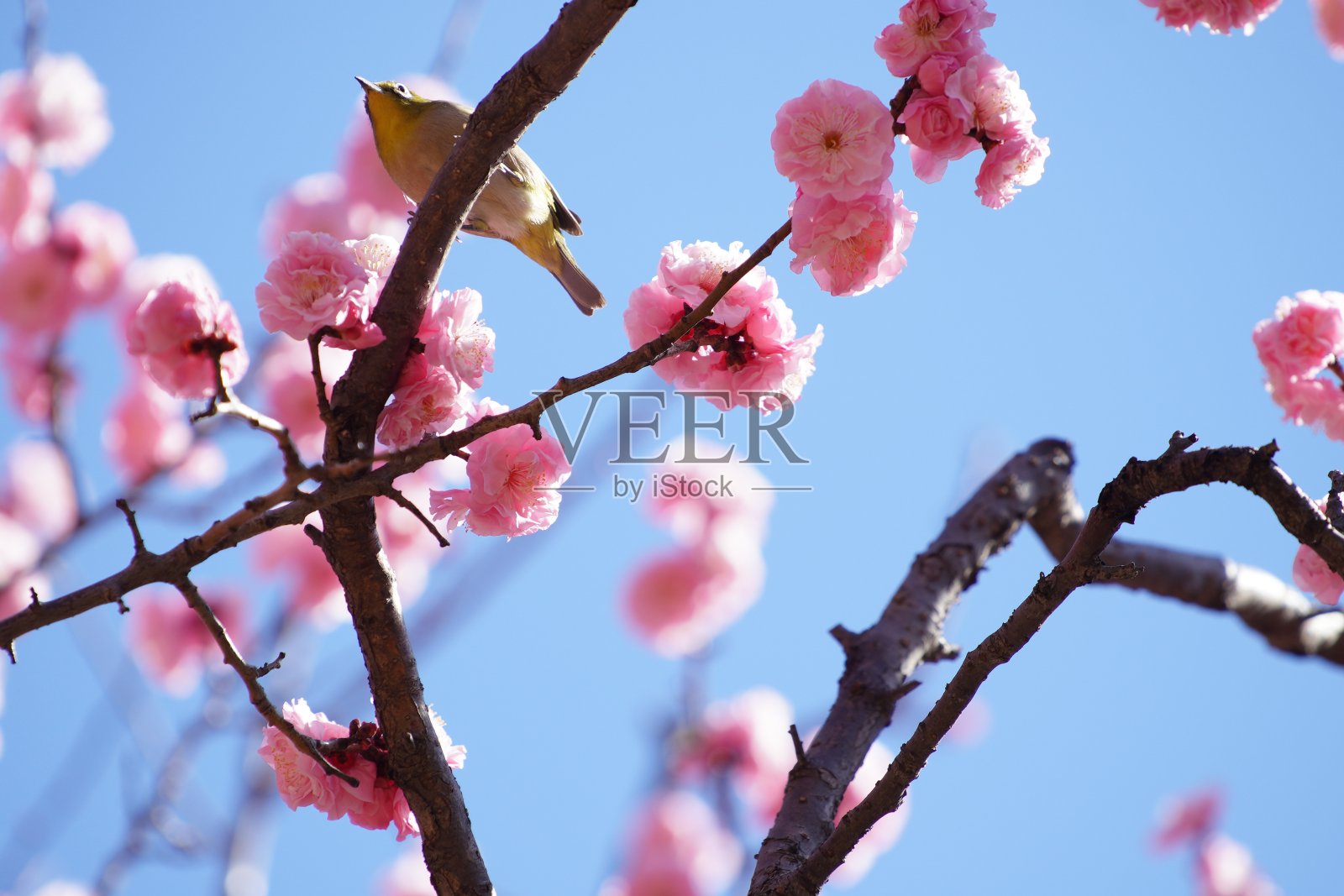 银眼鸟银眼鸟属的一种鸟,称为白眼梅鸟照片摄影图片