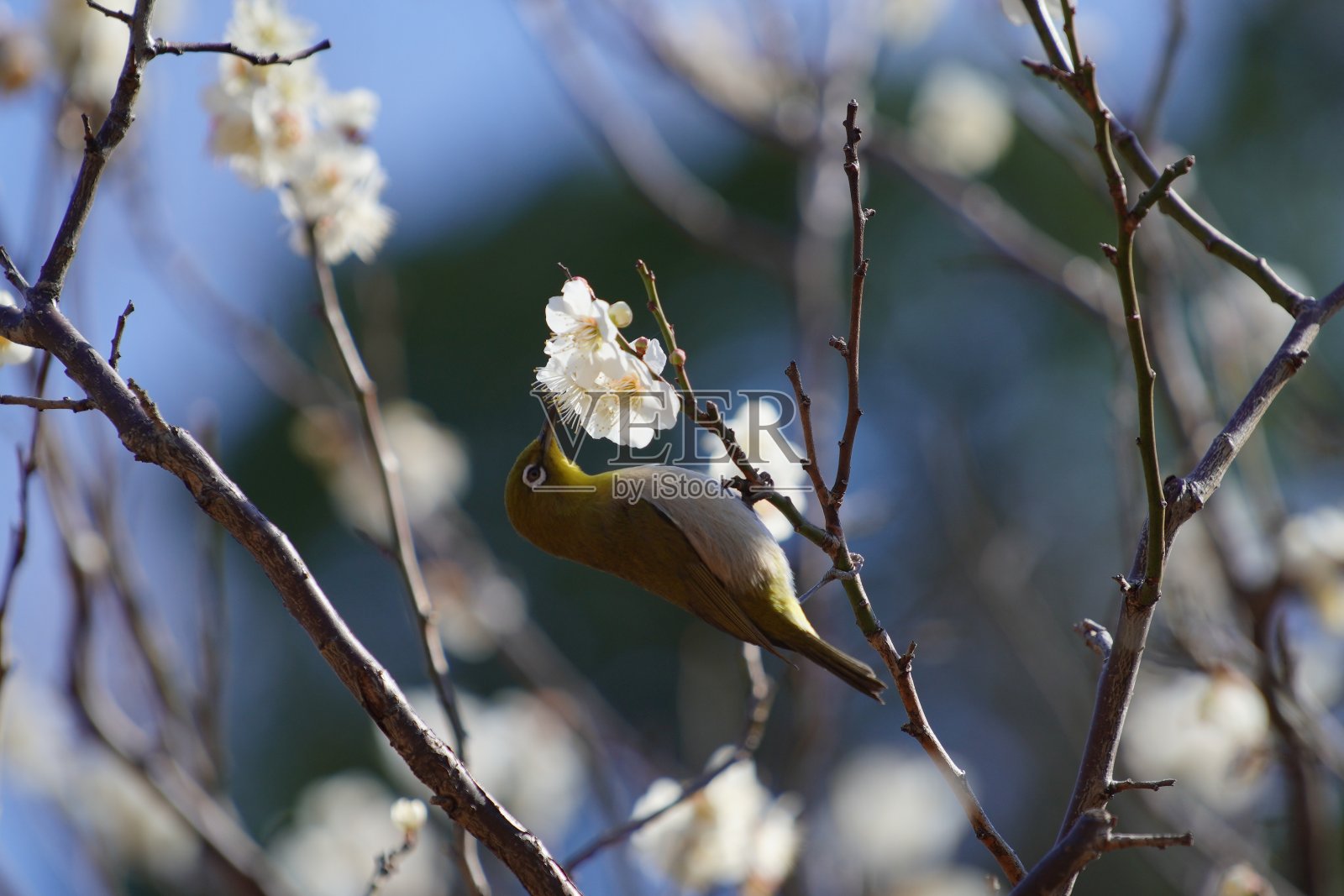 李子在公园里盛开照片摄影图片