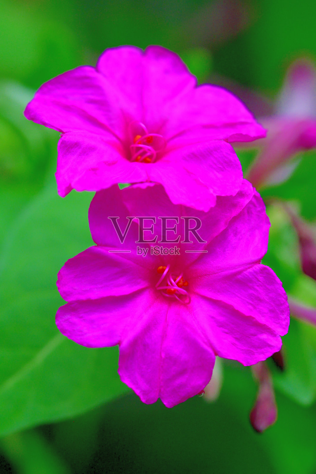 紫茉莉/四点花照片摄影图片