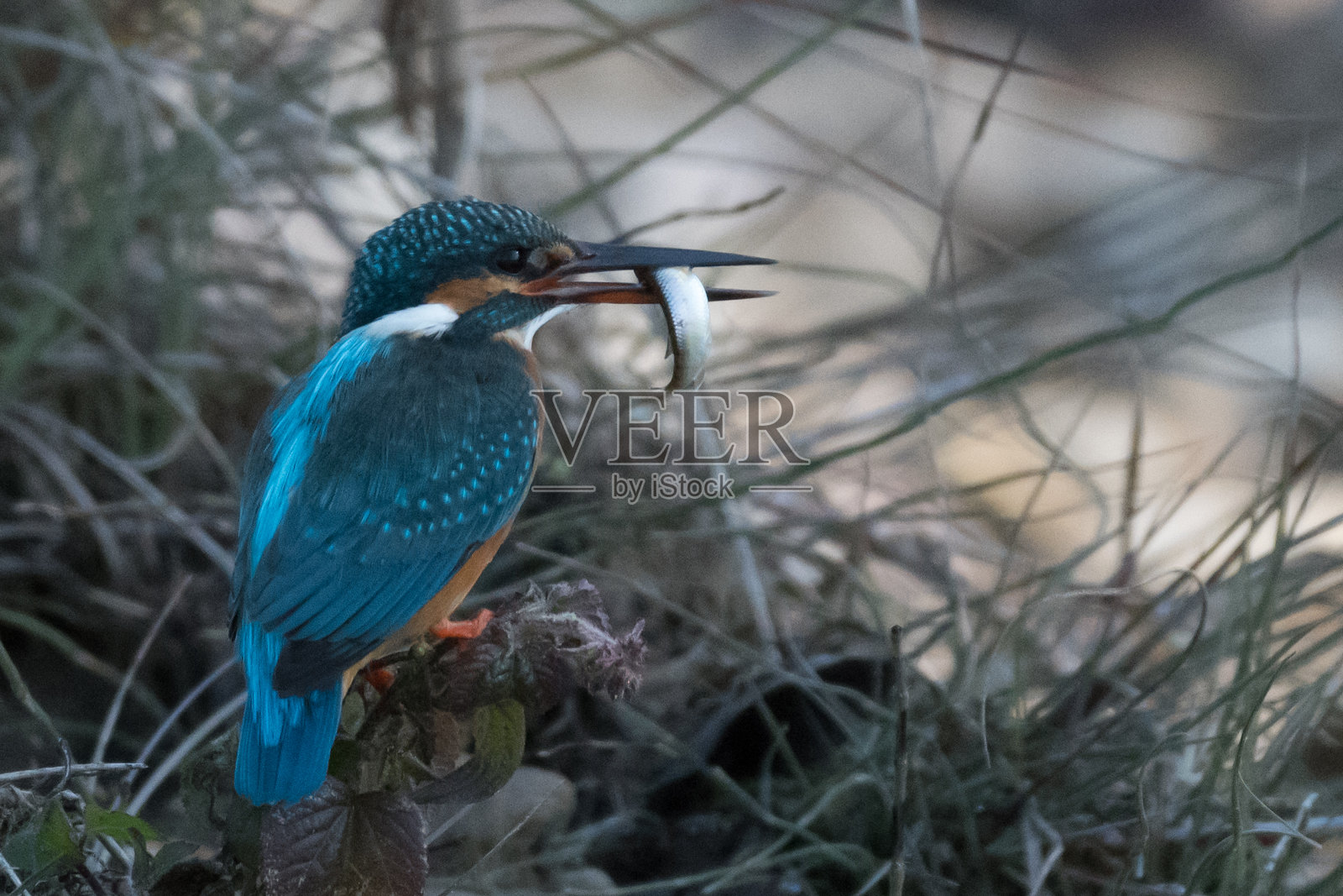 普通翠鸟,阿尔塞多照片摄影图片