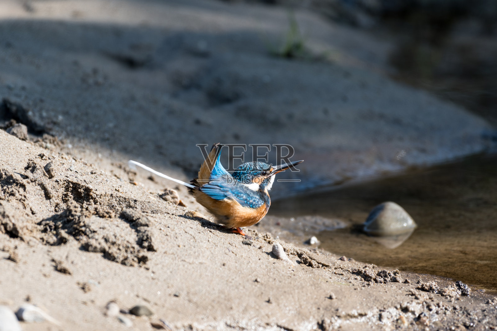 普通翠鸟,阿尔塞多照片摄影图片