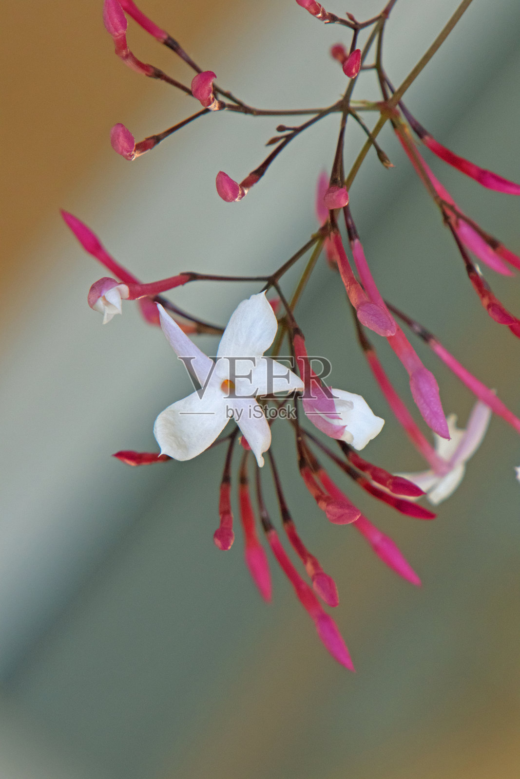 粉红色的茉莉花照片摄影图片