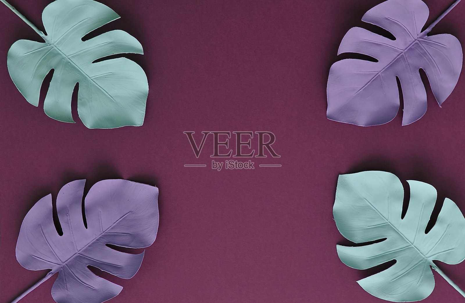 热带怪物的叶子在彩色的背景。照片摄影图片