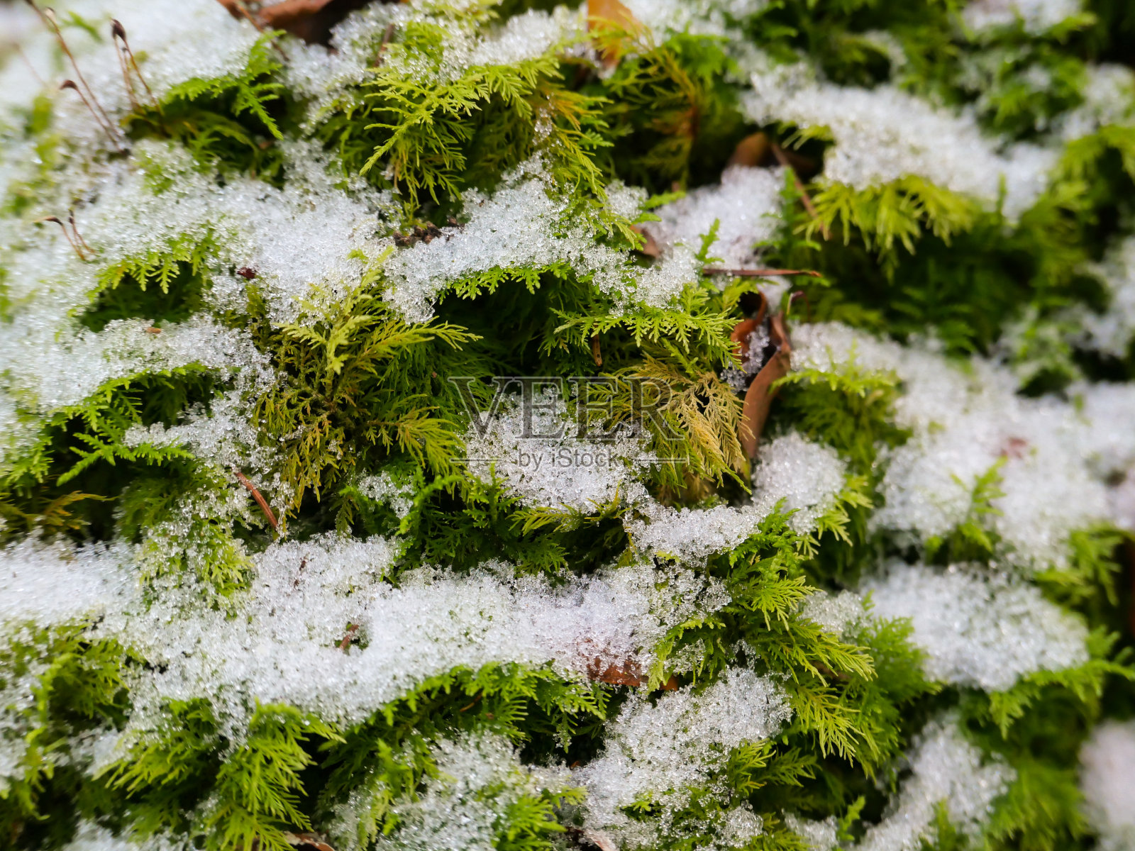 松树上的雪照片摄影图片