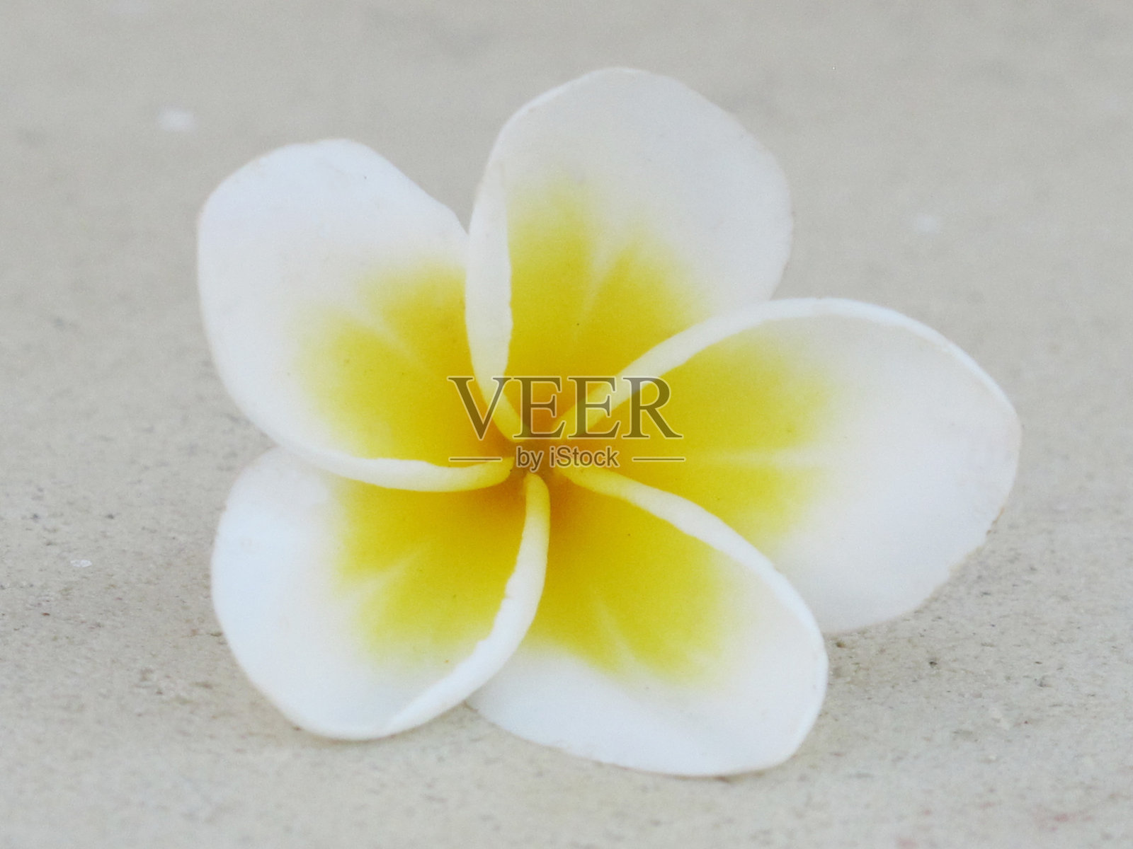 粉红色的花朵照片摄影图片