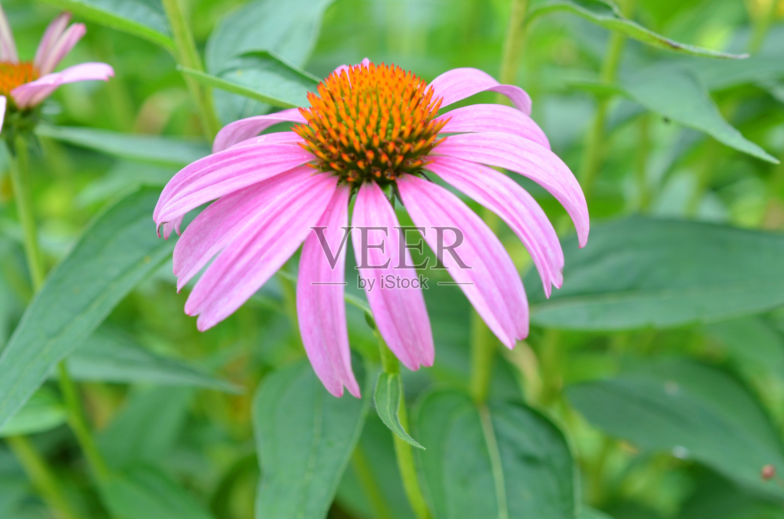 紫色松果花或紫锥菊的特写照片摄影图片