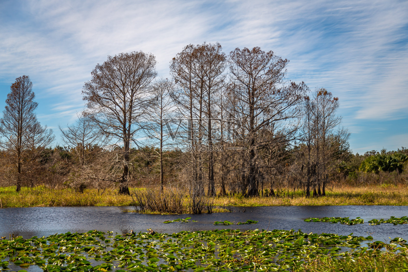 湿地景观照片摄影图片