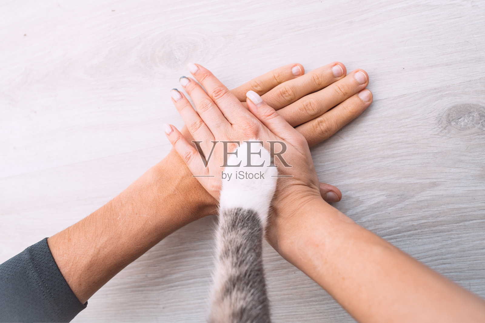 夫妇或家人的手和猫爪放在上面。人类与动物的联系。人们和宠物的友谊,在一起和信任的概念照片摄影图片