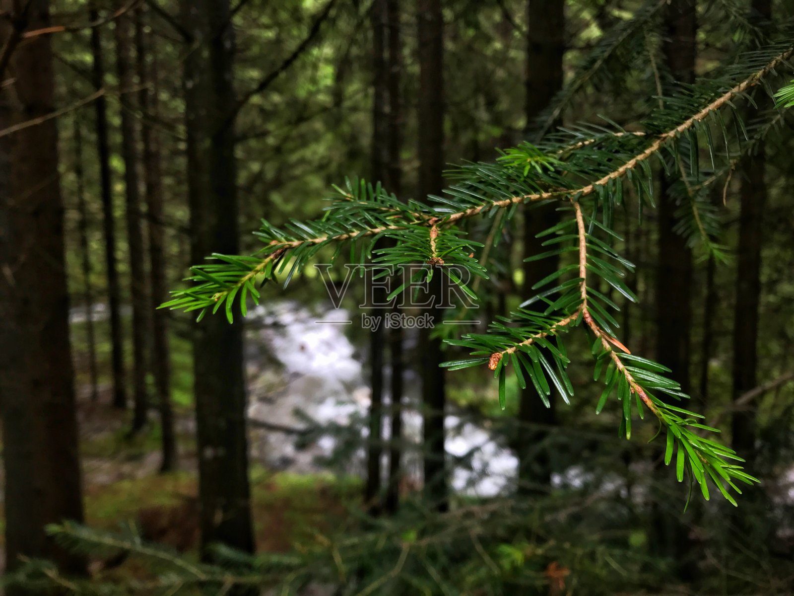菲尔森林照片摄影图片