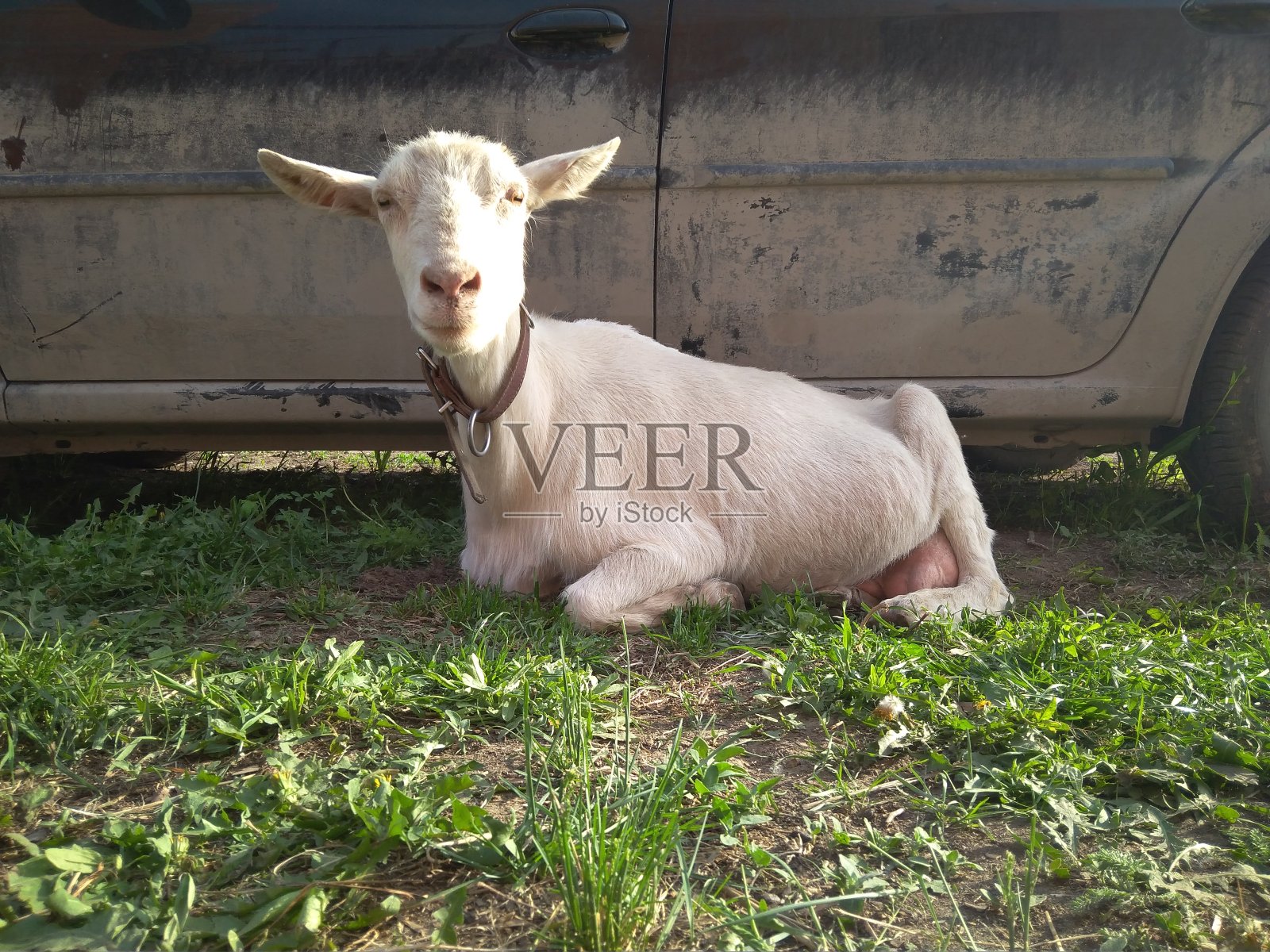 一只又白又瘦的老山羊躺在车旁边照片摄影图片