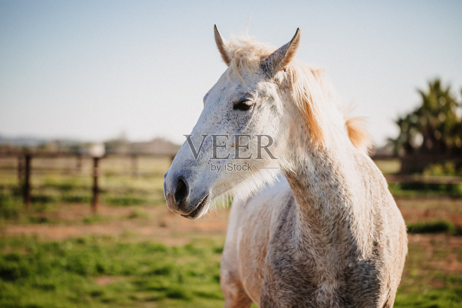 一匹白色的母马的画像在大自然的马厩外面照片摄影图片