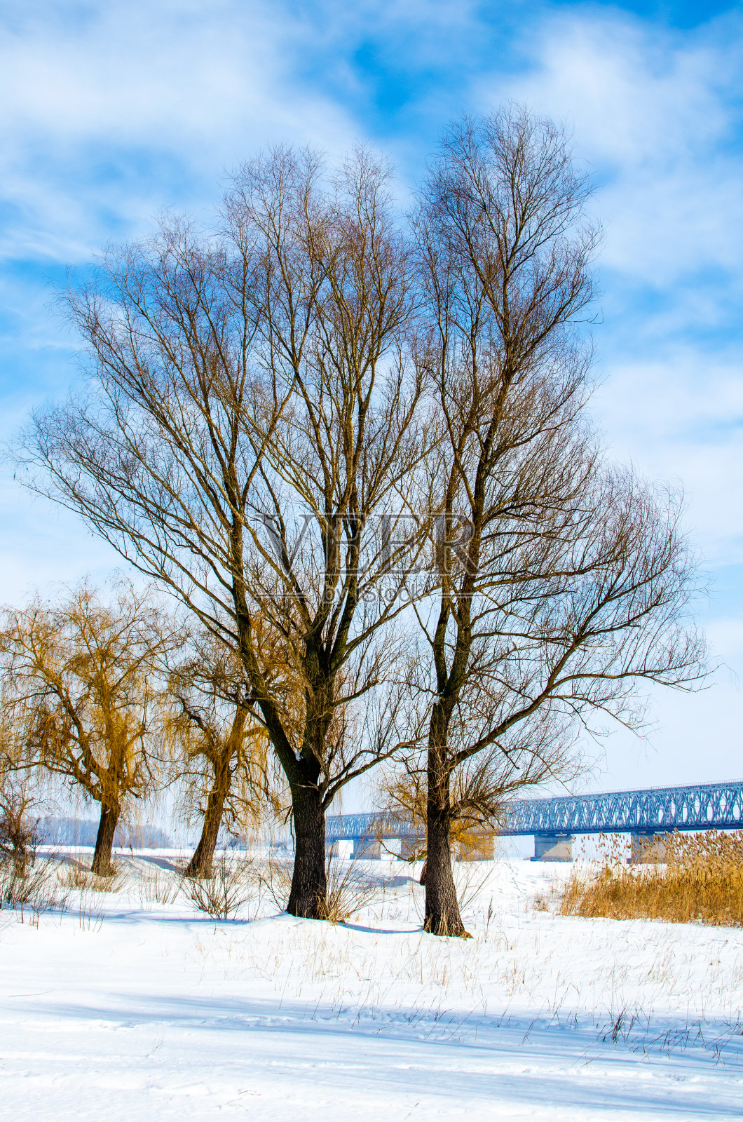 冬天田野里光秃秃的树木照片摄影图片