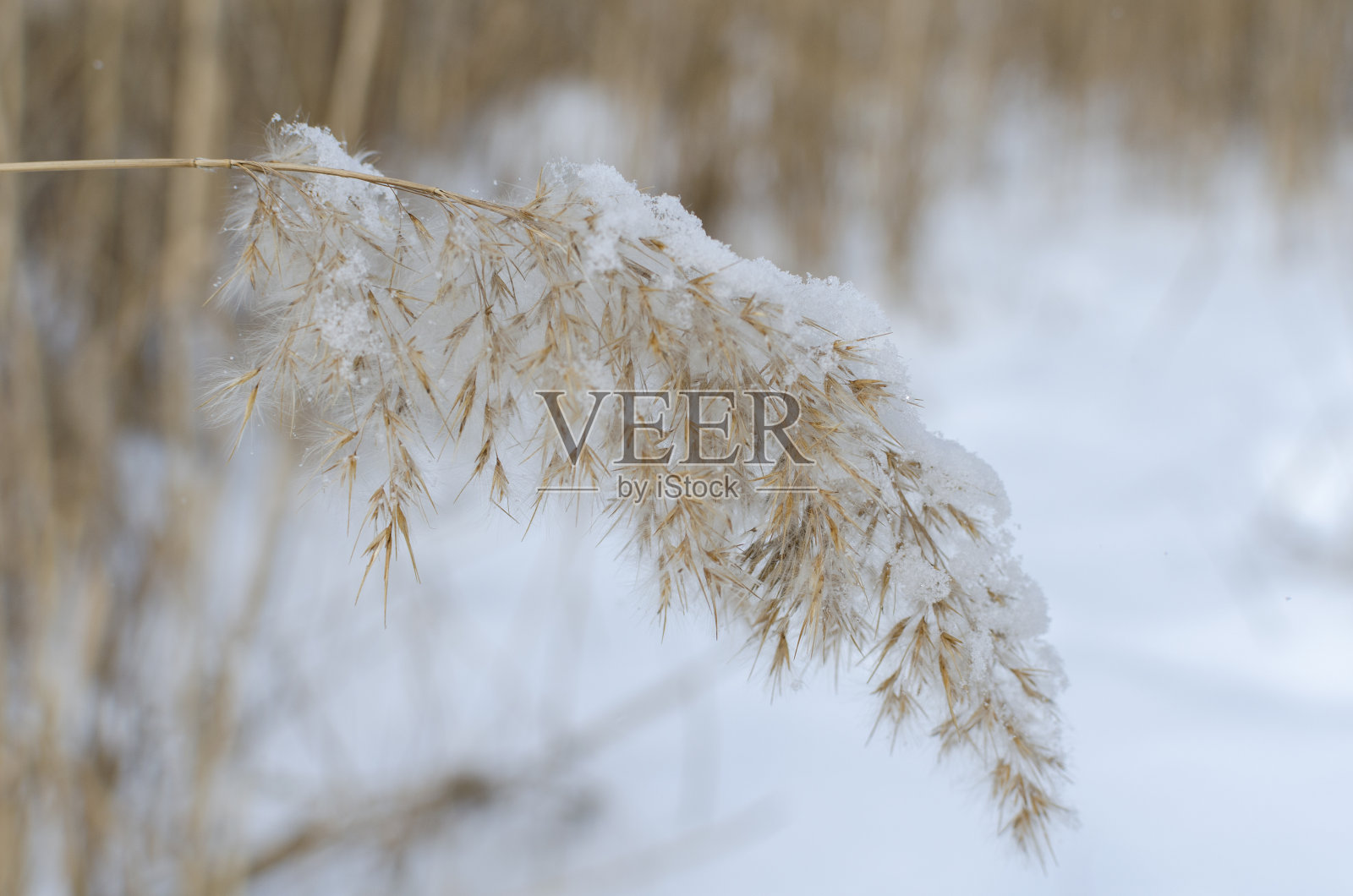 近距离的雾凇冰覆盖芦苇前面的一个湖照片摄影图片