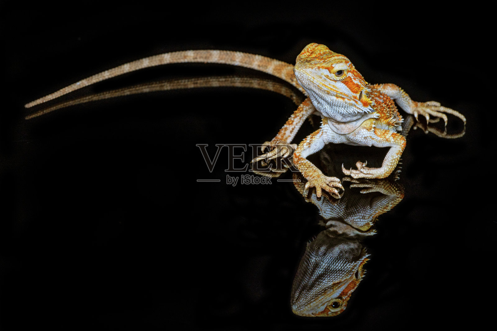 红棱皮龟光滑须龙(Pogona vitticeps)澳大利亚蜥蜴站在孤立的黑色背景反射。照片摄影图片