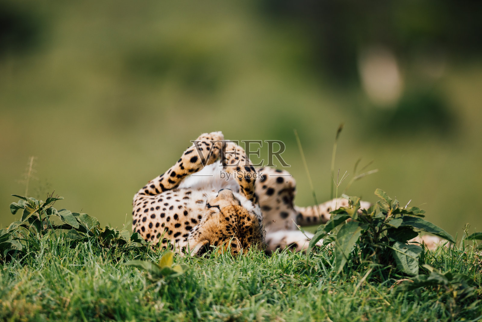 印度豹的行为就像家猫照片摄影图片