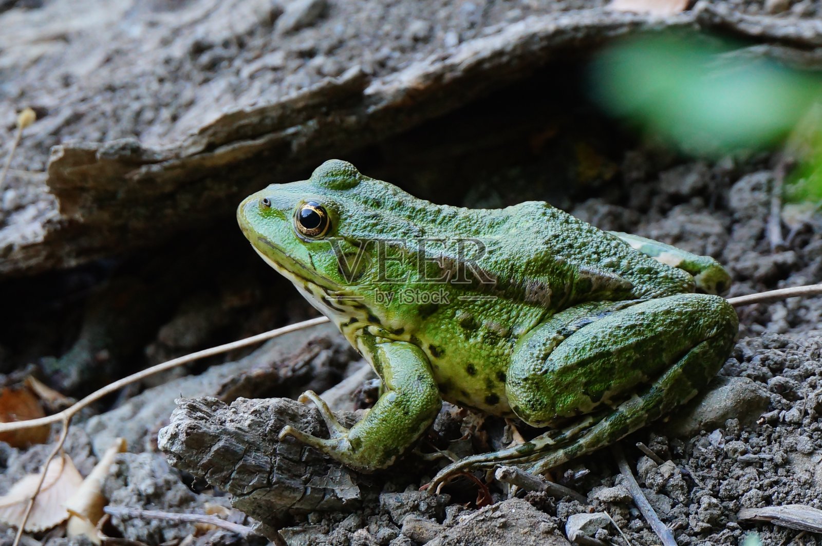 大自然中的绿色青蛙。照片摄影图片