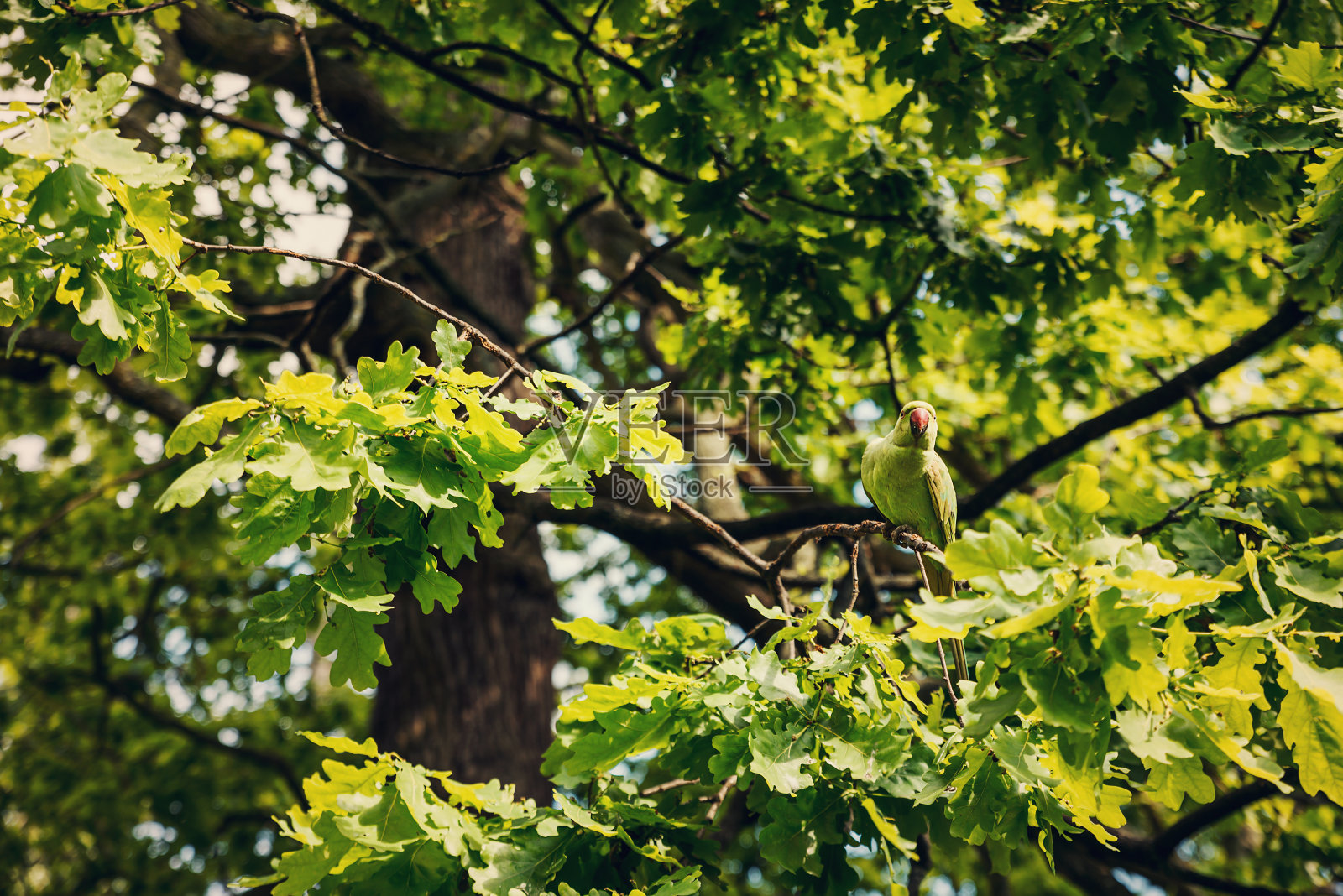 伦敦海德公园,一只绿色的鹦鹉在看相机照片摄影图片