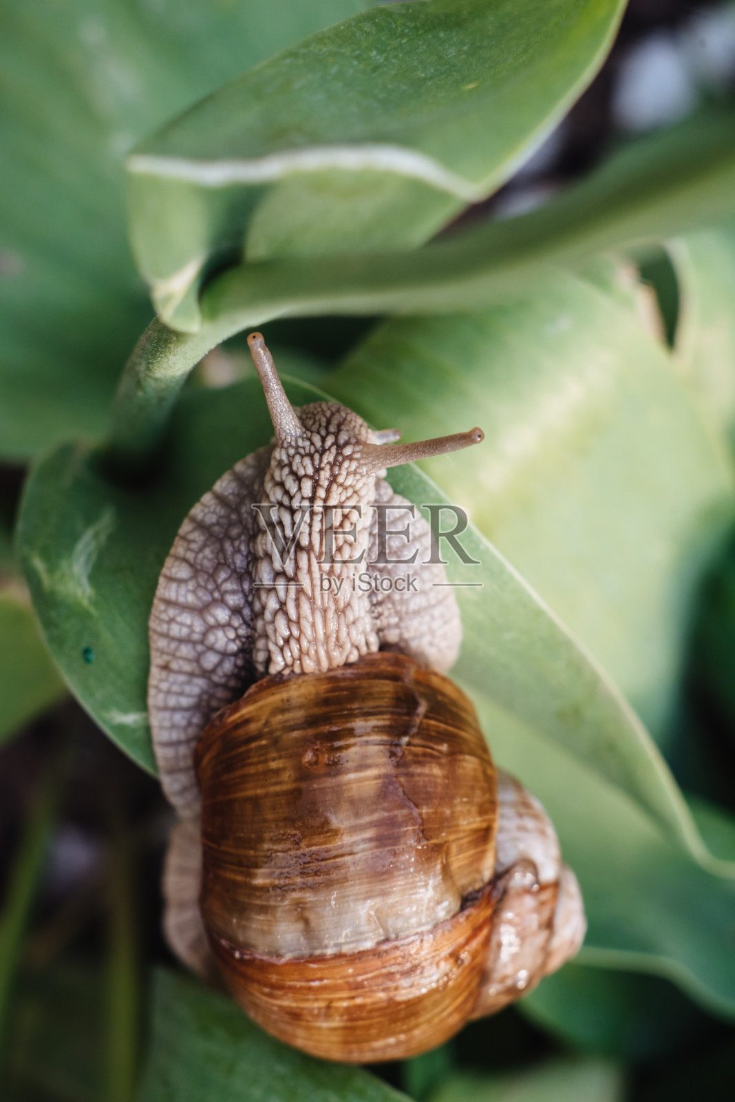 螺旋鲳鱼也罗马蜗牛,勃艮第蜗牛,食用蜗牛或蜗牛。蜗牛穆勒在潮湿的叶子上滑行。壳呈棕色条纹的白色大软体蜗牛,匍匐在蔬菜上。照片摄影图片