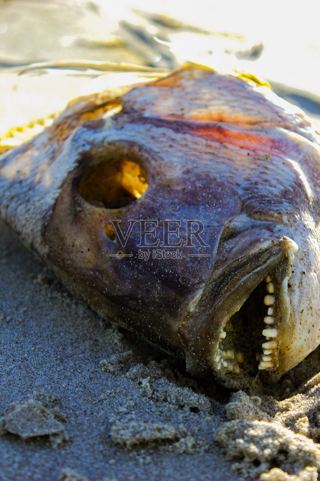 死齿鱼照片摄影图片