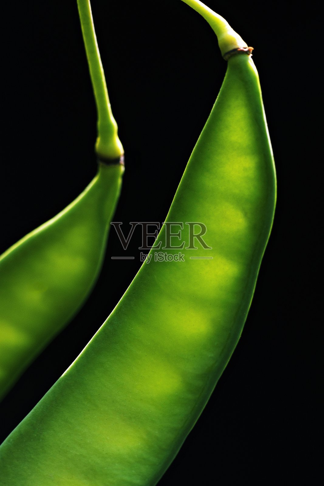 孔雀籽荚-黑色背景。照片摄影图片