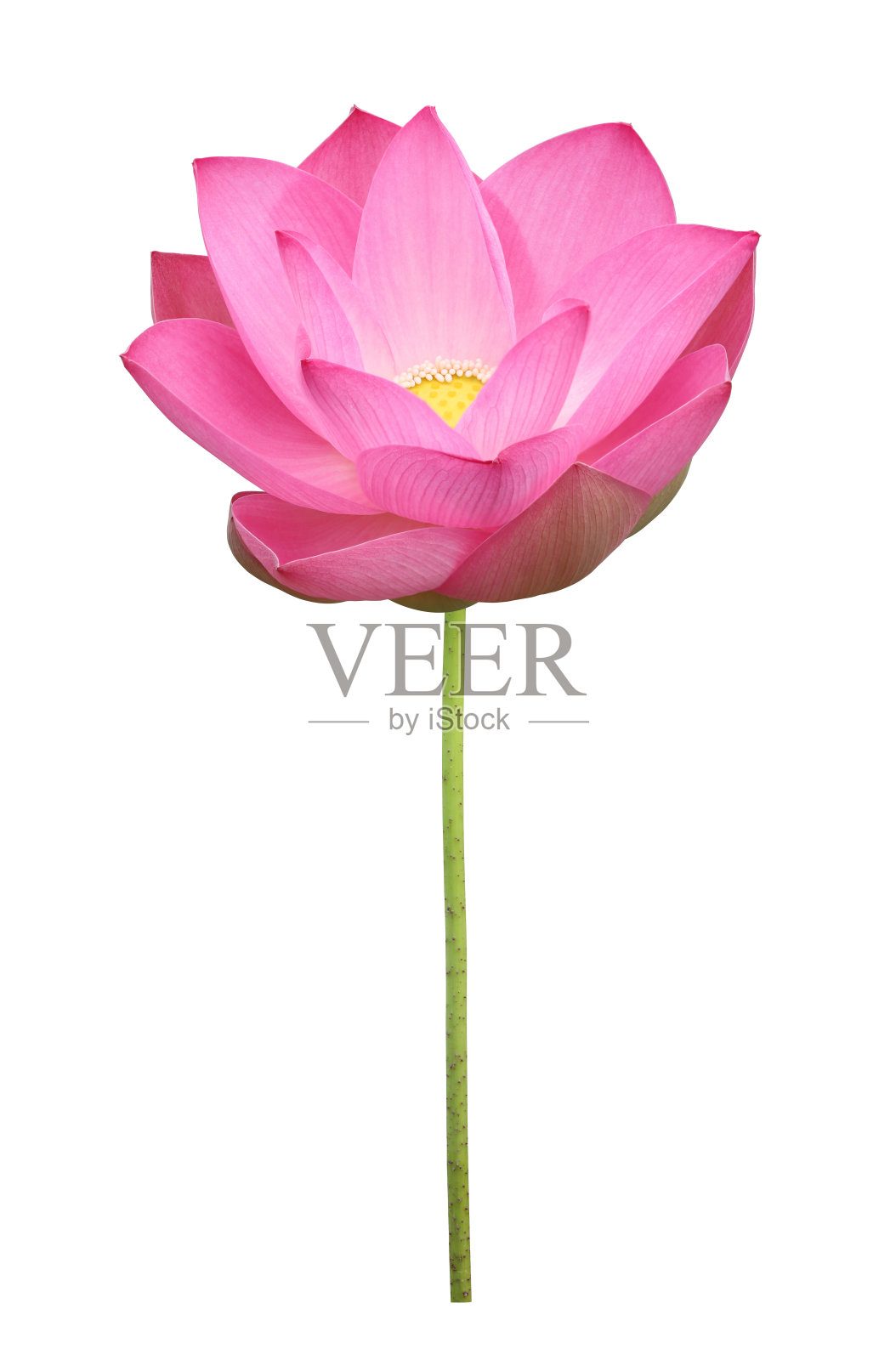 粉红色盛开的荷花孤立在白色的背景与修剪路径的设计目的照片摄影图片