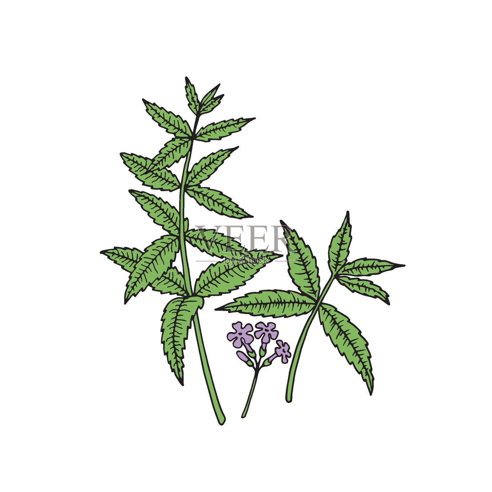 南美马鞭草(紫顶马鞭草,阿根廷马鞭草)。手绘矢量图。插画图片素材