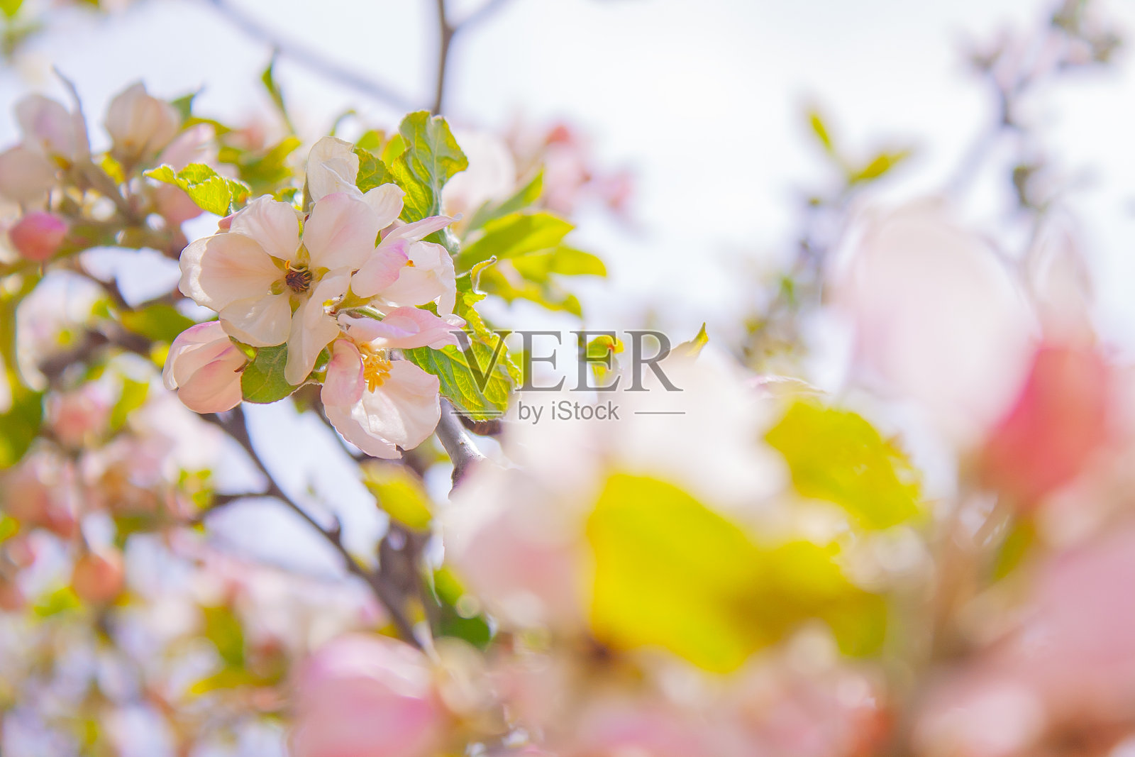 美丽精致的苹果树花照片摄影图片