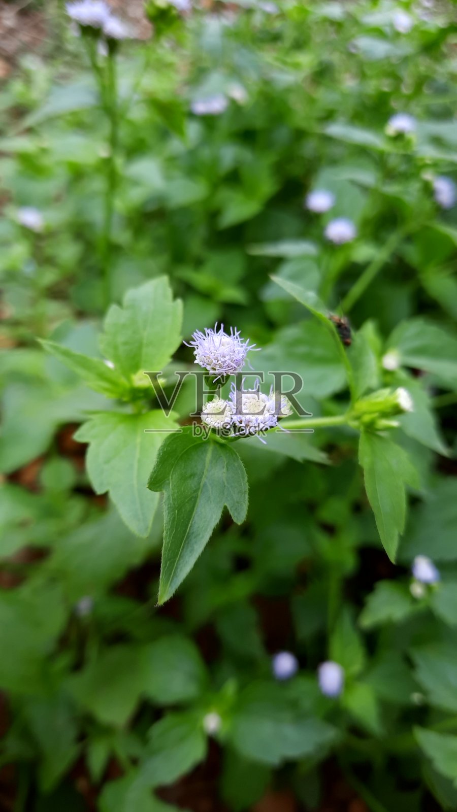 紫色的花和药草照片摄影图片