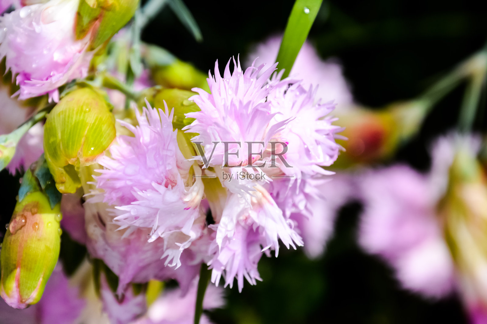 盛开的花朵背景照片摄影图片