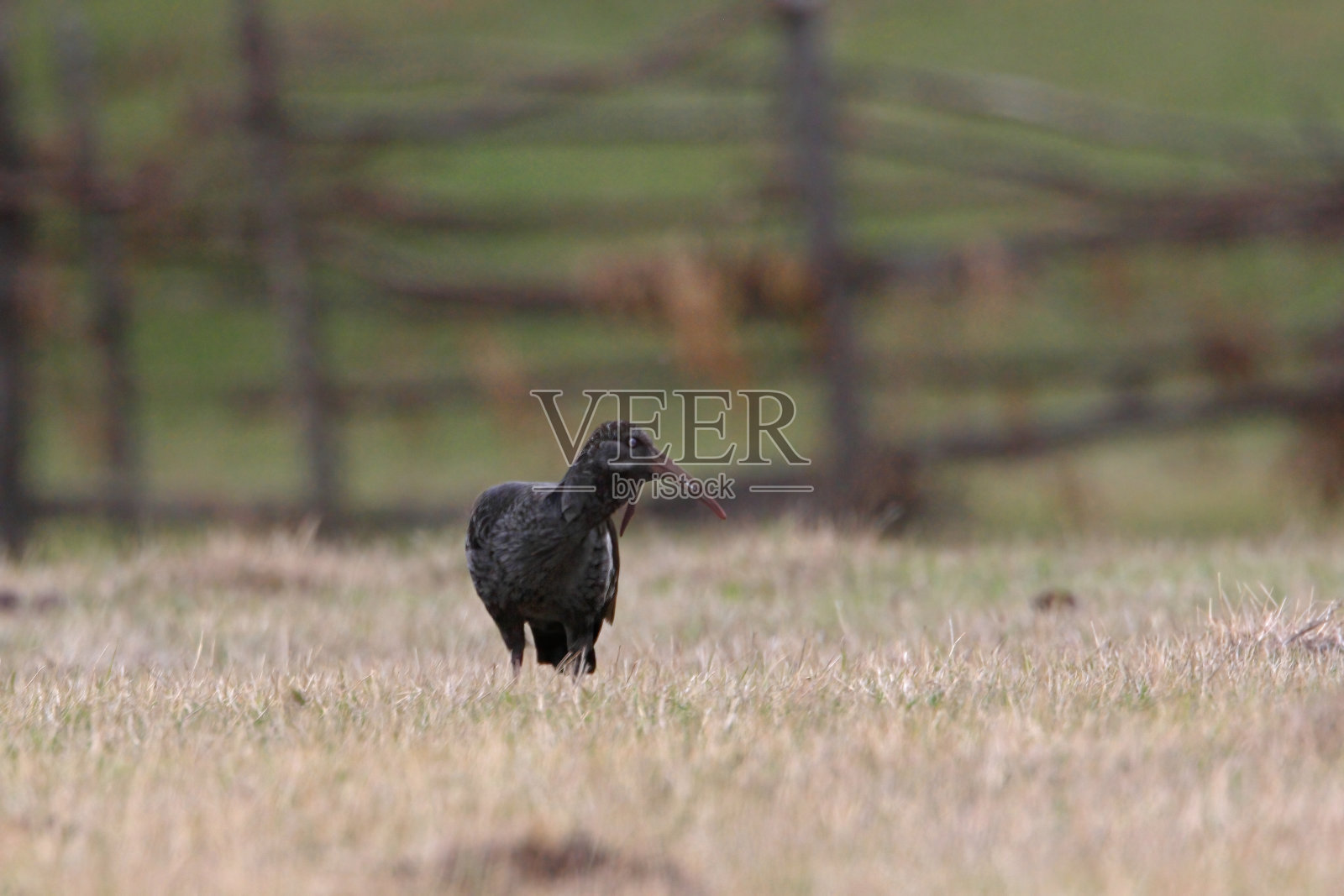 有肉垂的宜必思照片摄影图片