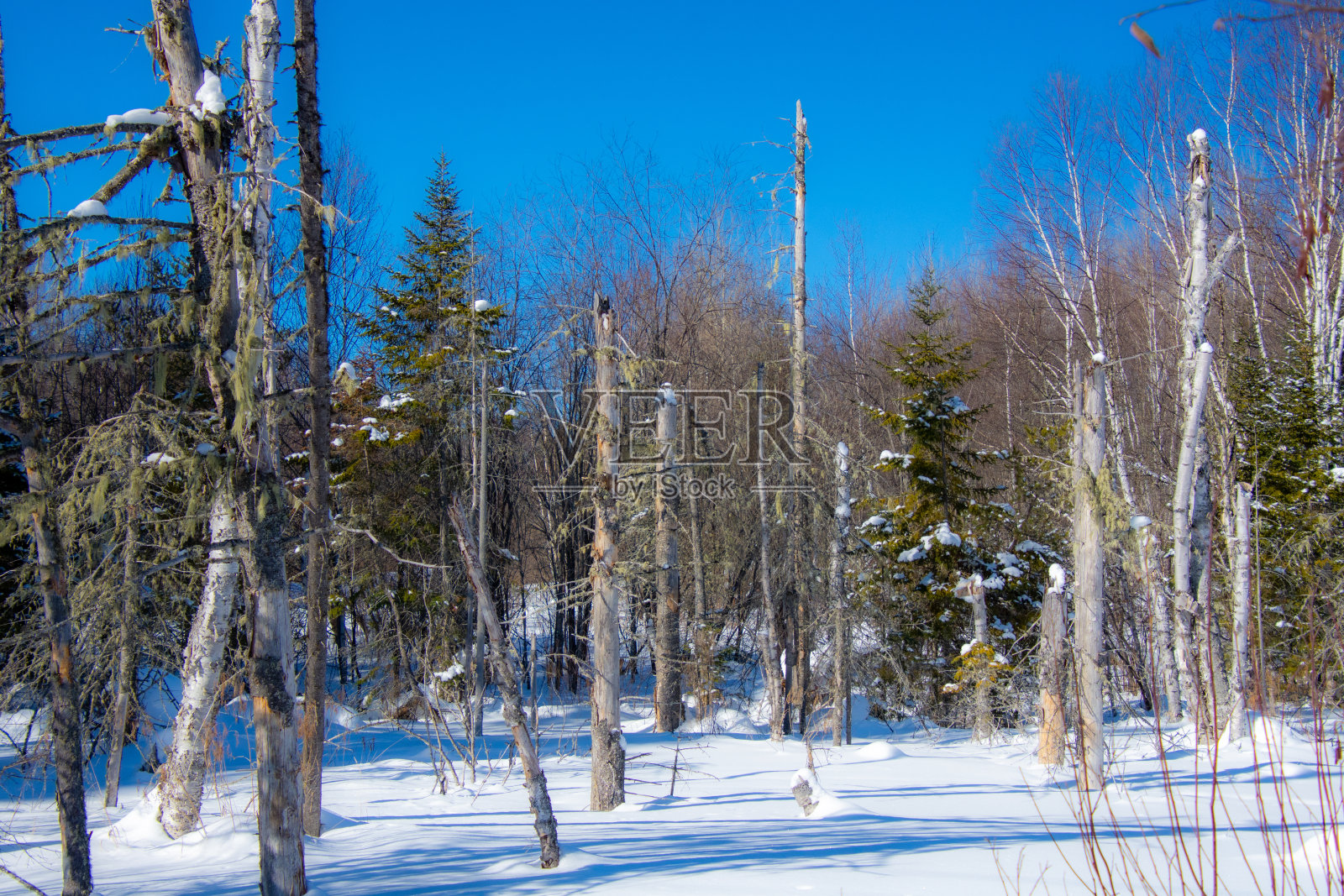 加拿大森林的冬季景观照片摄影图片