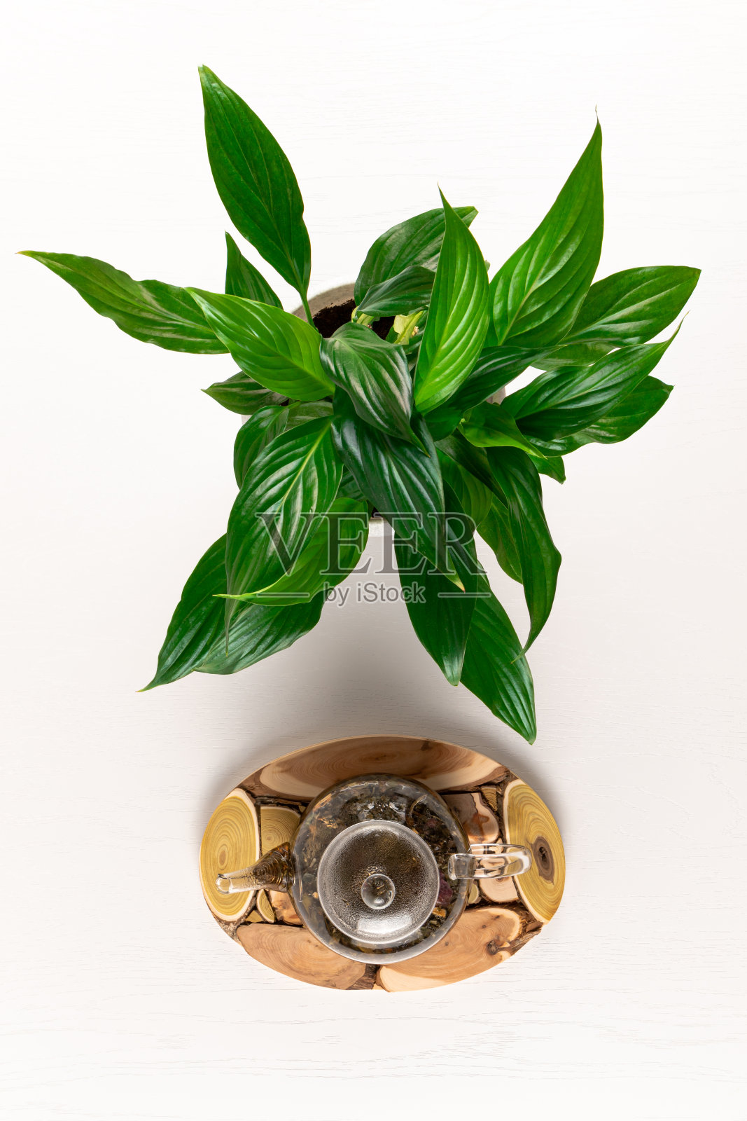 装有草药茶的玻璃茶壶放在杜松木架子上,白色的桌子上放着一株绿色植物照片摄影图片