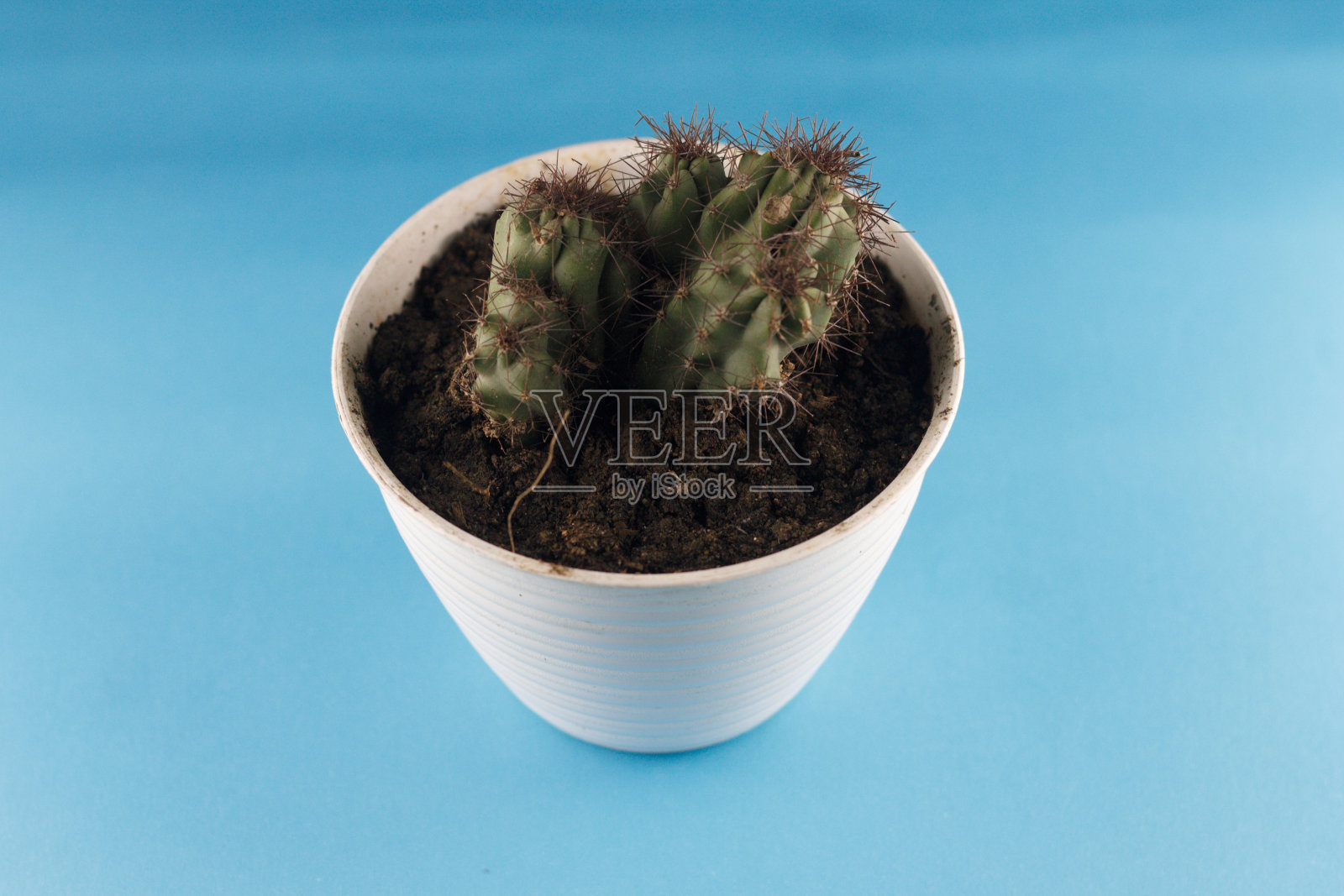 仙人掌的植物照片摄影图片