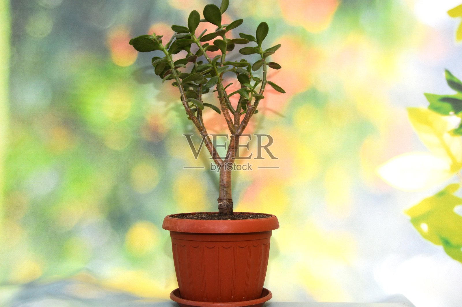 花照片摄影图片