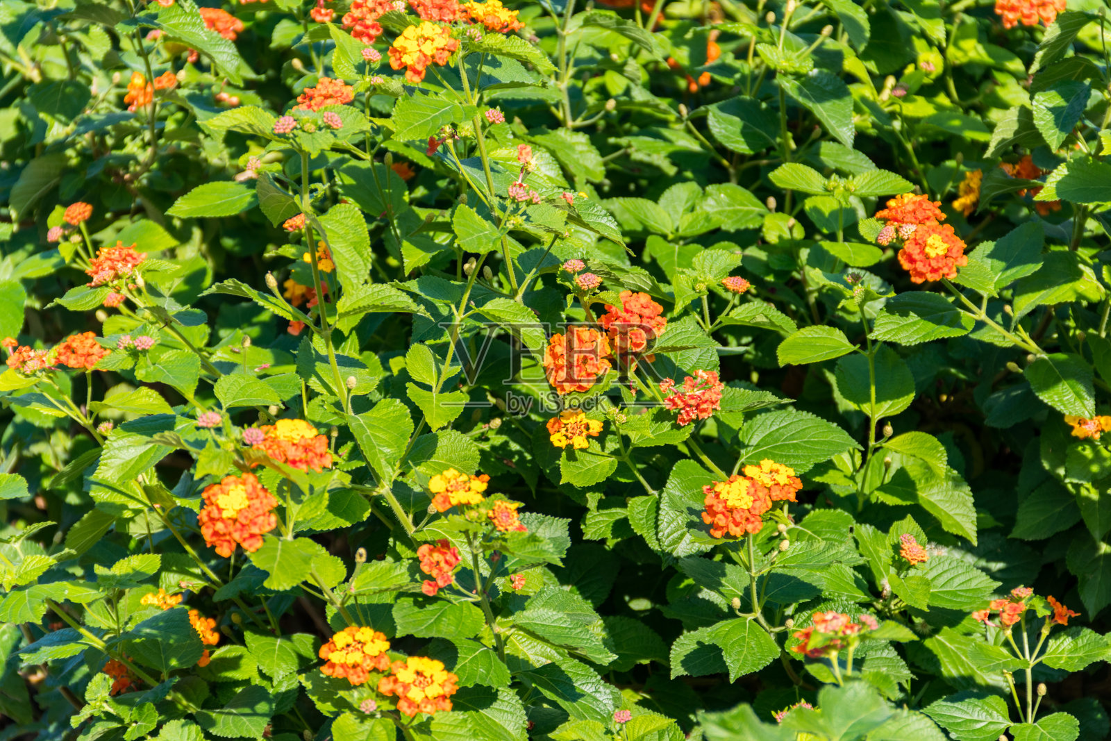 马缨丹属植物的美丽花朵照片摄影图片