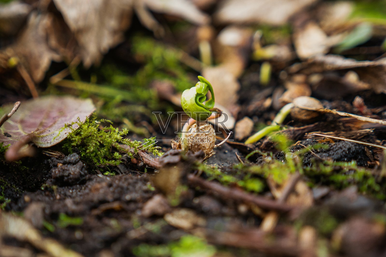 在林地上发芽的植物照片摄影图片
