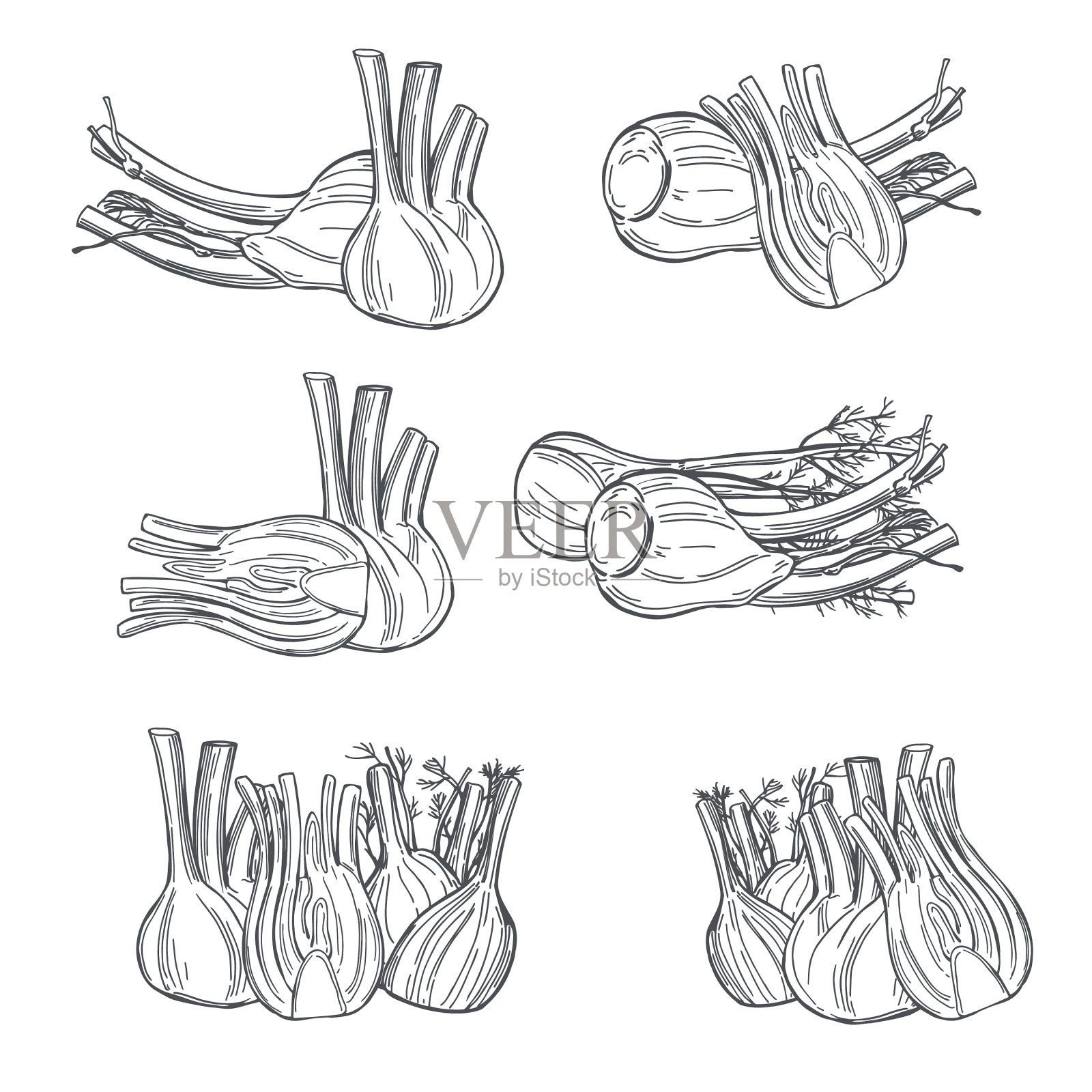手绘茴香球茎在白色的背景插画图片素材