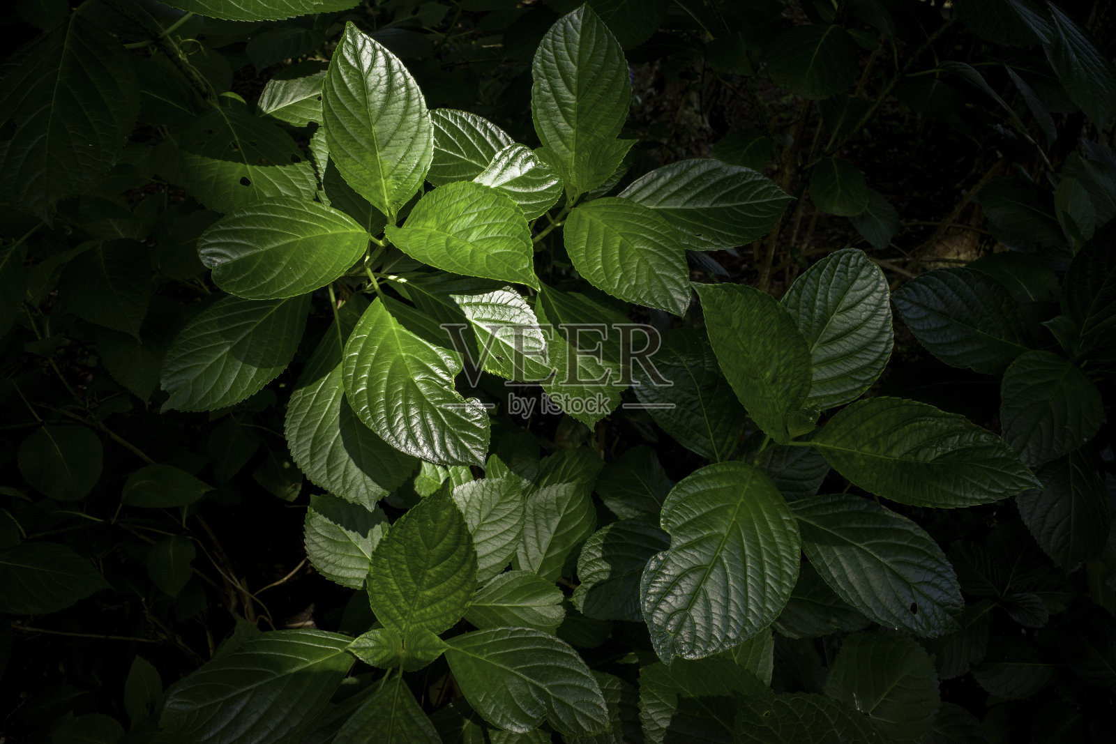 阳光下美丽的绣球花叶子照片摄影图片